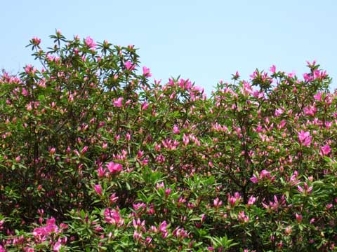 20080429c.jpg
