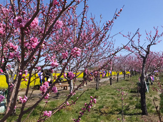 DSCF4485-20140322.jpg