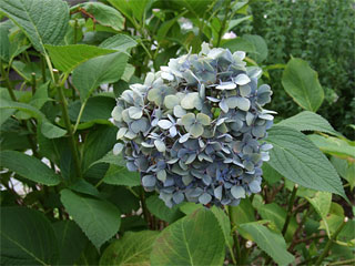 view20070701c.jpg
